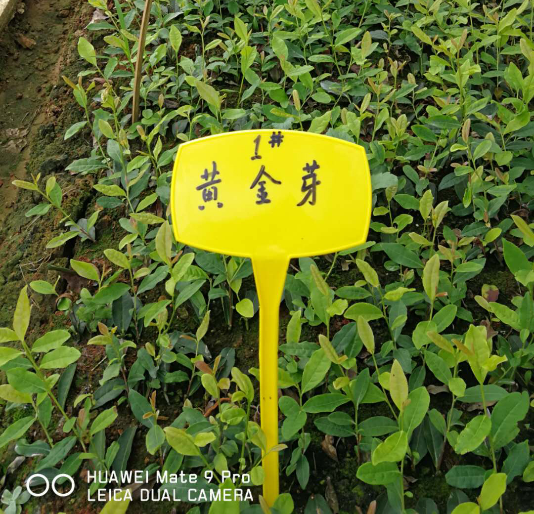 茶樹病蟲害該如何防患未然？